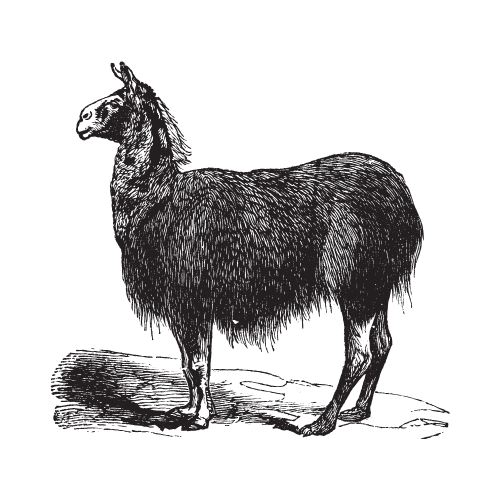 Engraving illustration of a llama